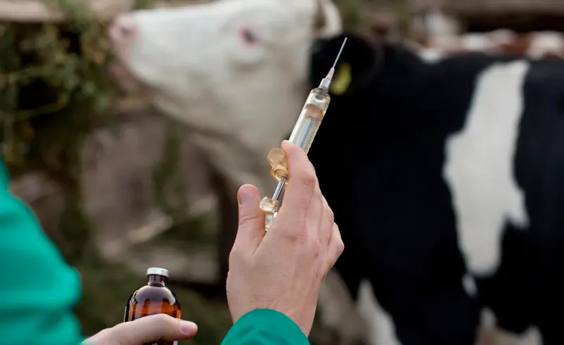 Veterinário prepara medicação para vaca leiteira