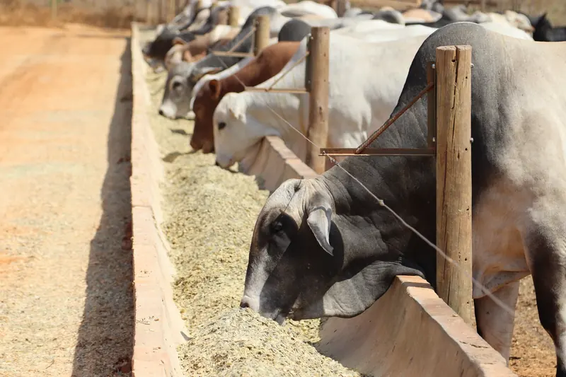 Gado se alimenta de ração no cocho